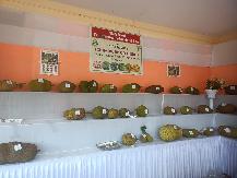 JACKFRUIT DISPLAY
